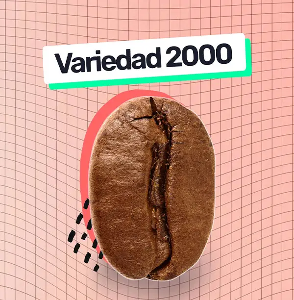 Variedad 2000